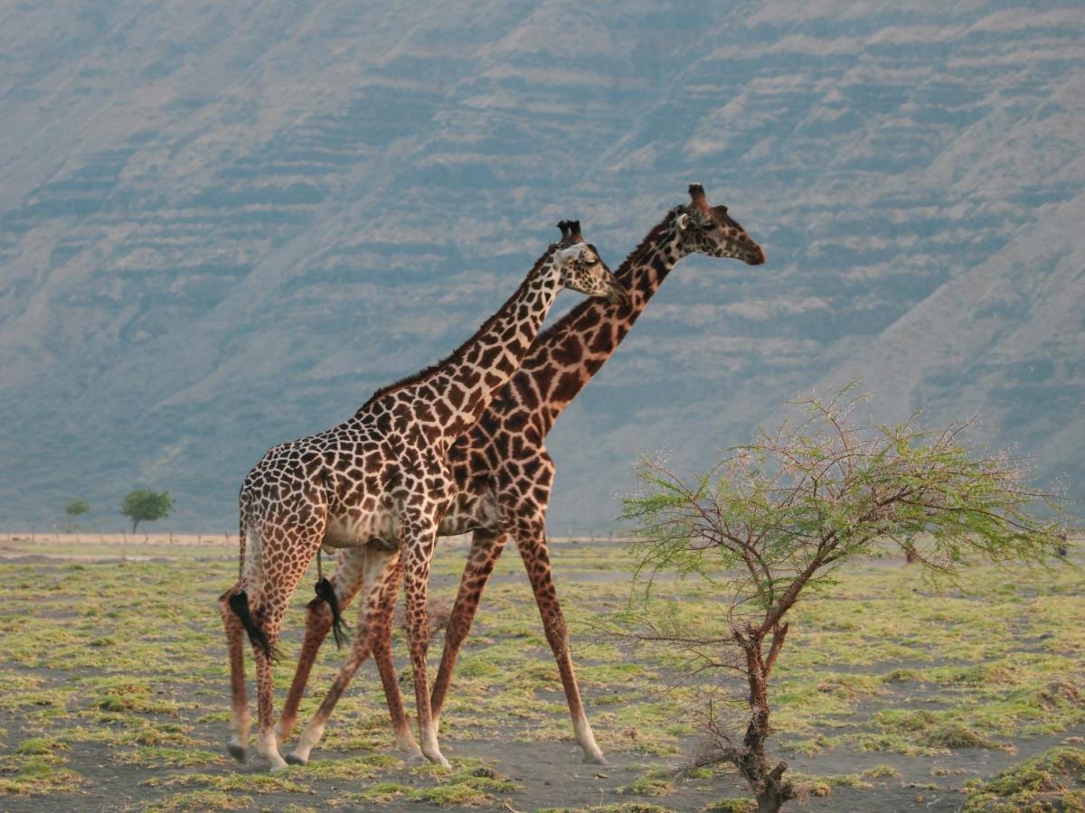 Lake Natron Maasai Giraffe Eco Lodge And Camping Mtowabaga Экстерьер фото